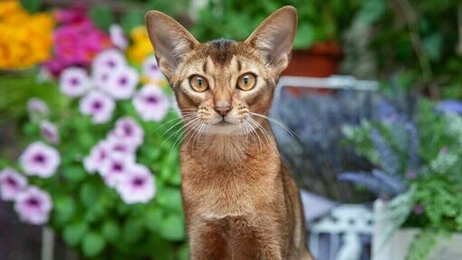 Абиссинская кошка с оранжевыми глазами стоит перед цветами.